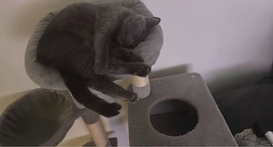 Bkh kater kastriert