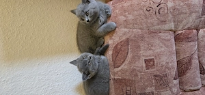 Reinrassige BKH katzenbabys 
