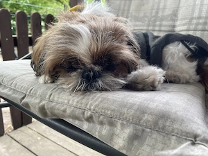 Fröhliche ShihTzu Hündin, knapp 6 Jahre alt!