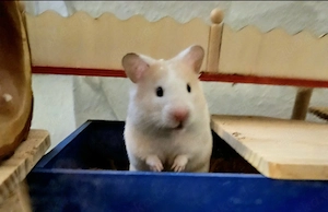 Goldhamster Peanut sucht ruhiges Plätzchen 