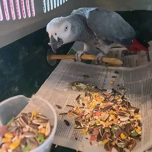 Mawcaw-Papagei 
