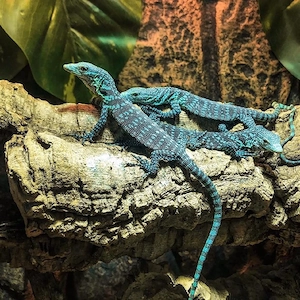 Varanus Macraei CB26   Blaue Baumwarane mit Papieren