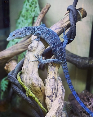 Varanus macraei, in Gefangenschaft gezüchtet   Blaue Baumwarane mit Papieren.