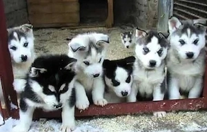 Reinrassige Siberian Husky Welpen Hunde  mit Blaue Augen