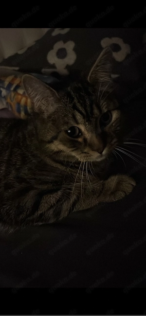 bkh katze 