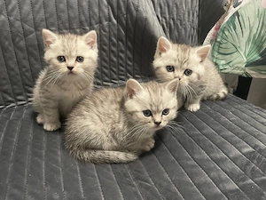   Katzen zu verkaufen-liebevolle Zuhause gesucht  
