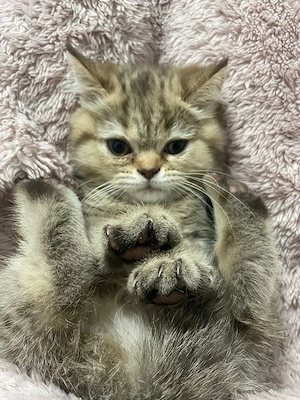 Bhk kitten reinrassige Mädchen u. Jungen