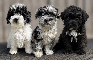 Wunderschöne Maltipoo Welpen 