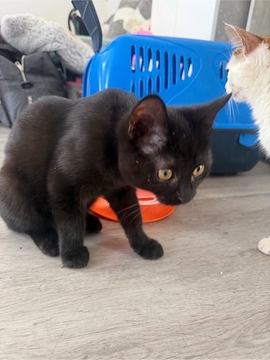 Junger Kater 