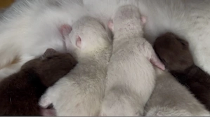 Süse Babykatzen abzugeben