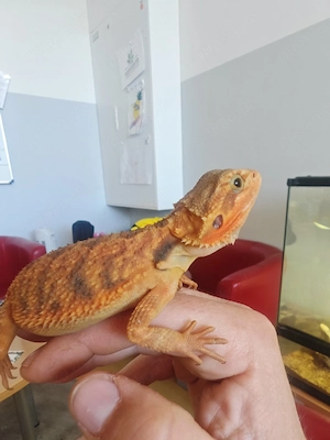 Bartagamen Weibchen Red Citrus Translucent het Hypo 