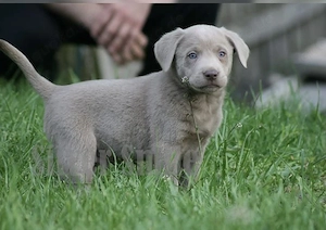 Silber Labrador Welpen  Bild 4