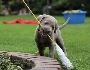Silber Labrador Welpen  Bild 2