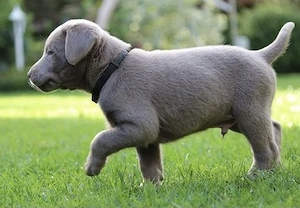 Precious Beautiful Silber Labrador Welpen mit Papieren 