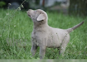Silber Labrador Welpen  Bild 3