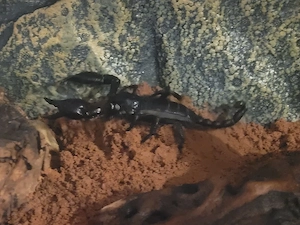 Asiatischer Riesenskorpion, Heterometrus silenus