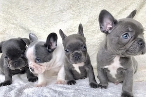 Zuckersüße sportliche Französische Bulldoggen Welpen Blue Lilac