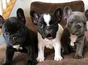 Französische Bulldoggen Welpen 
