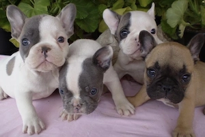 Französische Bulldoggen Welpen suchen ein schönes Zuhause 