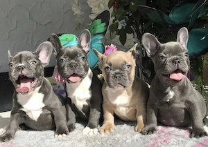  Zuckersüße Französische Bulldoggen Welpen mit Ahnentafel