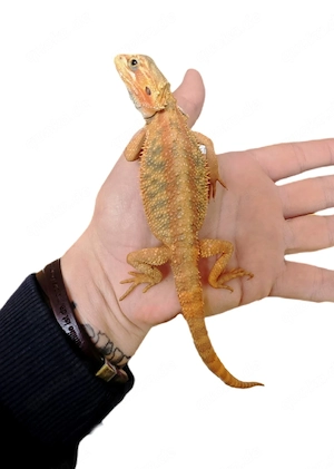Bartagamen Männchen Red Citrus Translucent Hypo Leatherback 