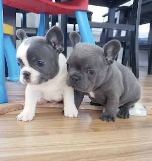 Französische Bulldoggen Welpen suchen ein schönes Zuhause 