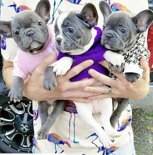 Französische Bulldoggen Welpen suchen ein schönes Zuhause 