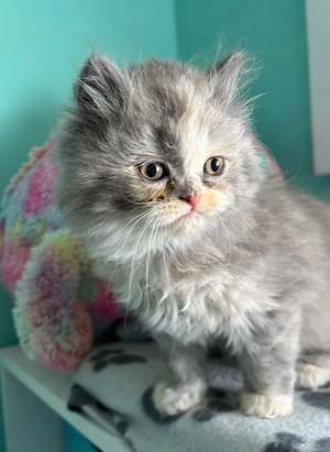 BLH kleine flauschige Kuschelmaus 