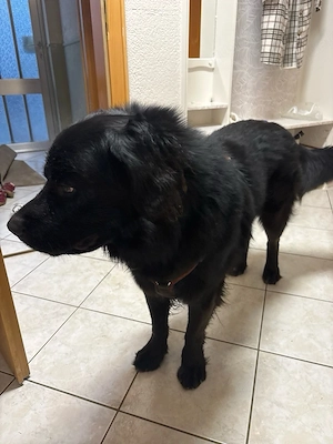 labrador mischling 
