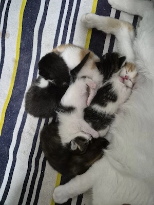 BKH-Maine Coon Mix  