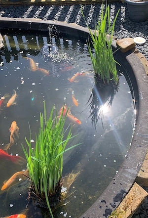Schleiergoldfische  zu verkaufen