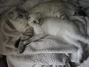 BKH Main Conn mix kitten 10 Wochen alt mit blauen Augen 