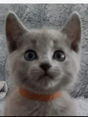 Russisch Blau Kitten