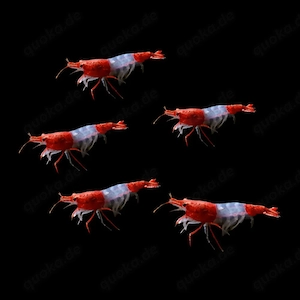 Red Rili Zwerggarnelen Garnelen Neocaridina davidii 