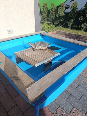 drei Wasserschildkröten 