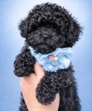 F1 Maltipoo Welpen - Schwarz Schoko 