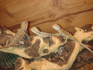 Süße Farb-Bartagamen Babys (Citrus-Leatherback x Hypo Orange Sandfire) liebevoll aufgezogen Bild 3