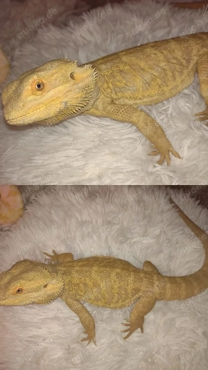 Süße Farb-Bartagamen Babys (Citrus-Leatherback x Hypo Orange Sandfire) liebevoll aufgezogen Bild 7