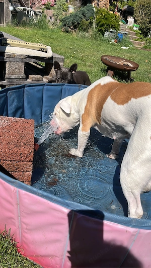 Old english Bulldog Hündin ( Oeb)  abzugeben  Bild 5