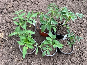 Tomatenpflanzen verschiedene Sorten