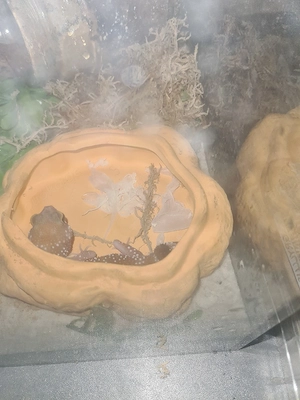 Dickschwanzgecko mit terrarium 
