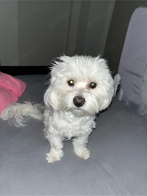 Bichon Frisé zu verkaufen