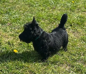 Süßer Scottish Terrier Rüde sucht ein liebes Zuhause Bild 4