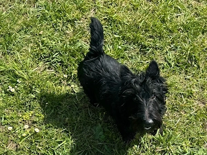 Süßer Scottish Terrier Rüde sucht ein liebes Zuhause Bild 3