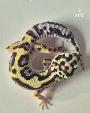 Leopardgeckos abzugeben Bild 2
