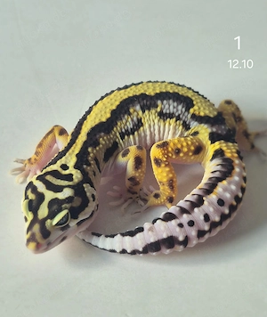 Leopardgeckos abzugeben
