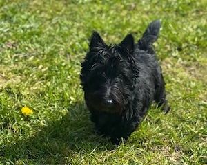 Süßer Scottish Terrier Rüde sucht ein liebes Zuhause