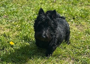 Süßer Scottish Terrier Rüde sucht ein liebes Zuhause Bild 2