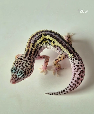 Leopardgeckos abzugeben Bild 4