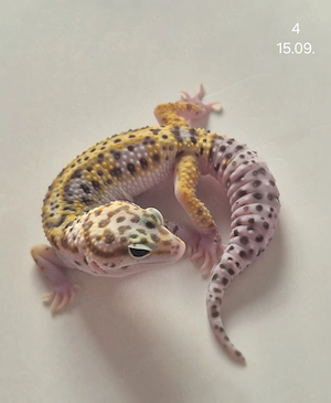 Leopardgeckos abzugeben Bild 3